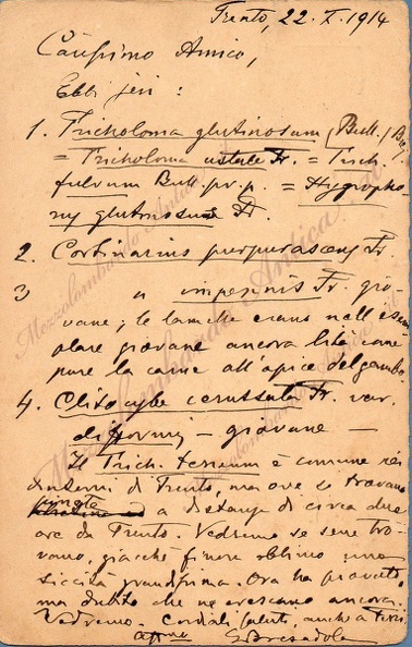 giacomobresadola55.jpg