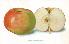 Trento - Settembre 1924
Monografia pubblicata in occasione del Congresso Pomologico ed Esposizione Nazionale della frutta di Trento, a cura di Giglio Boni.
Terza bellissima tavola a colori contenuta nella monografia img866b.jpg