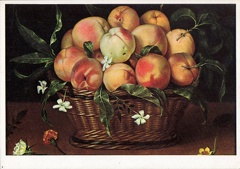Fede Galizia - 1600
Cartolina del 1970/80 ca. riproducente Cestello di pesche opera di Fede Galizia.
Sul retro: PRO INFIRMIS
Fede Galizia (Milano, 1578? – Milano, 1630) è stata una pittrice italiana.
Pittrice barocca, figlia del pittore miniaturista trentino Nunzio Galizia, iniziò a lavorare all'età di 12 anni.
Fra le sue opere ci sono ritratti e scene di soggetto religioso; ma è conosciuta soprattutto per i dipinti di nature morte.
La sua data di nascita (1578) è incerta. Ricavata da una lunga iscrizione - non di mano dell'autrice - sul Ritratto di Paolo Morigia, potrebbe essere anticipata al 1574; ma l'iscrizione è stata riconosciuta spuria.
Nella bottega paterna Fede Galizia divenne pratica nell'incisione e nella miniatura.
La prima opera a noi nota è il ritratto inciso di Gherardo Borgogni, per le edizioni del 1592 e del 1593 di due raccolte di rime.
Eseguì il ritratto di suo padre, di sua madre e di due nobildonne milanesi - purtroppo perduti - e il Ritratto di Paolo Morigia, seduto al suo scrittoio - conservato alla Pinacoteca Ambrosiana - in cui espresse forte caratterizzazione fisiognomica e diede precisa e dettagliata attenzione, in particolare, al riflesso delle finestre sulle lenti degli occhiali che lo storico tiene in mano.
Nel 1596 firmò e datò Giuditta con la testa di Oloferne, dipinto in cui indugiò più nella cura di vesti e di gioielli, che nella esaltazione della drammaticità della scena.
L'opera è comunque fondamentale per essere la prima documentata su questo soggetto da parte di una donna pittrice, seguita quindi da quelle eseguite da Lavinia Fontana e da Artemisia Gentileschi.
Morì di peste, a Milano, nel 1630. img90.jpg
